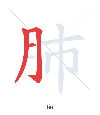 Stroke order practice for 肺 - fèi