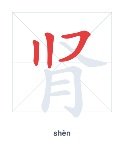 Stroke order practice for 肾 - shèn