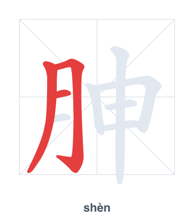 Stroke order practice for 胂 - shèn