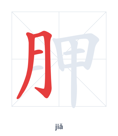 Stroke order practice for 胛 - jiǎ