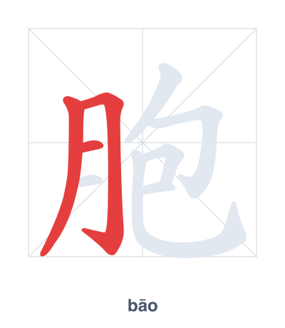 Stroke order practice for 胞 - bāo