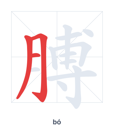 Stroke order practice for 膊 - bó