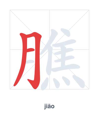 Stroke order practice for 膲 - jiāo